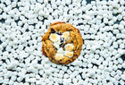 A Rebel Daughter peanut butter marshmallow chocolate chunk cookie surrounded by marshmallows